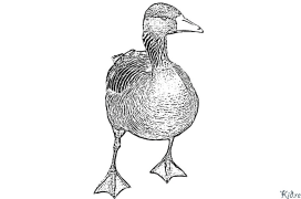 Goose Printable Coloring Nplooj Ntawv